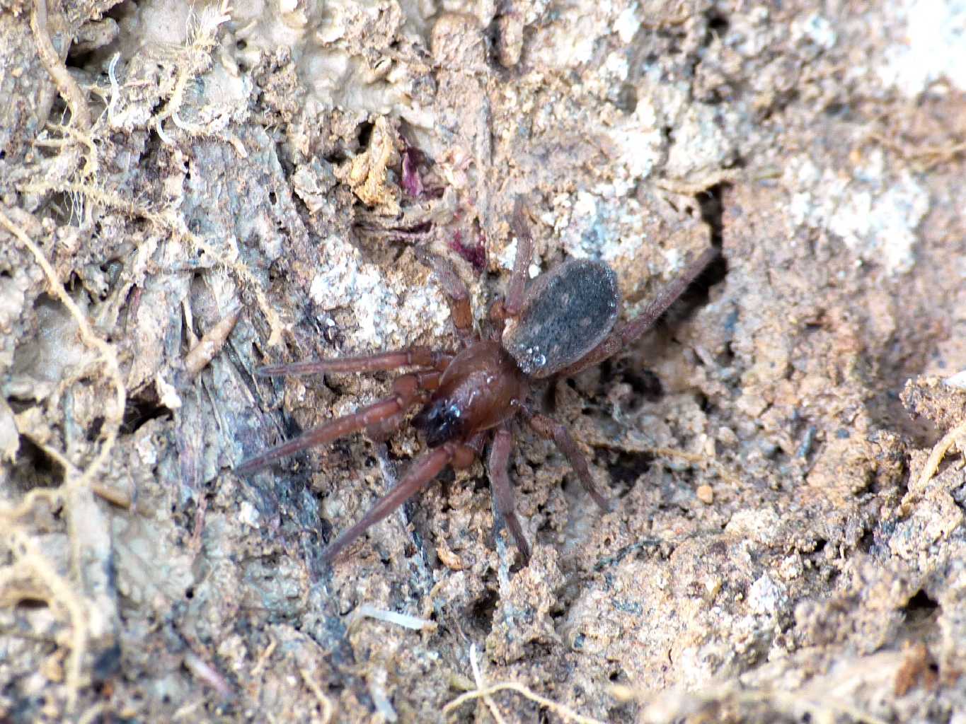 Haplodrassu signifer - S. Severa (RM)